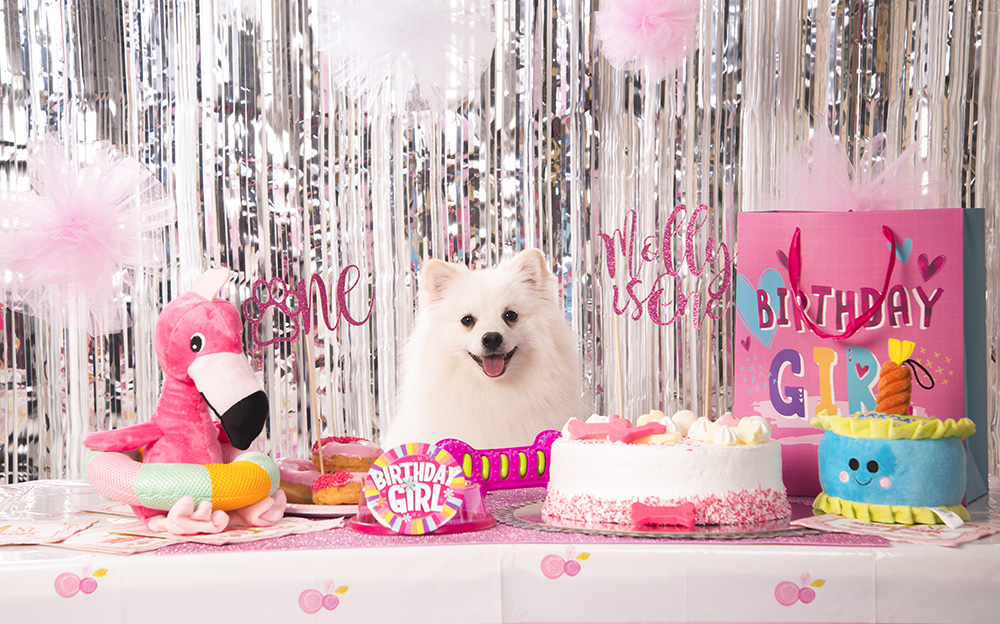 Puppy party Brisbane